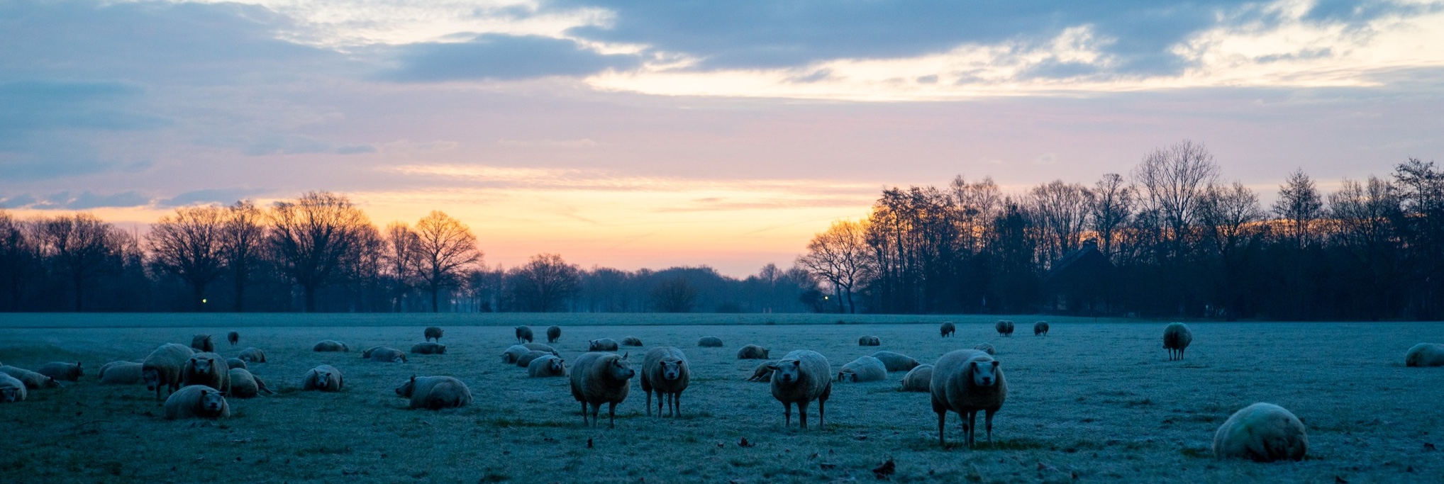 weiland schapen in gemeente De Wolden